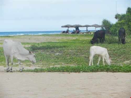  Trincomalee sabrina sabrina